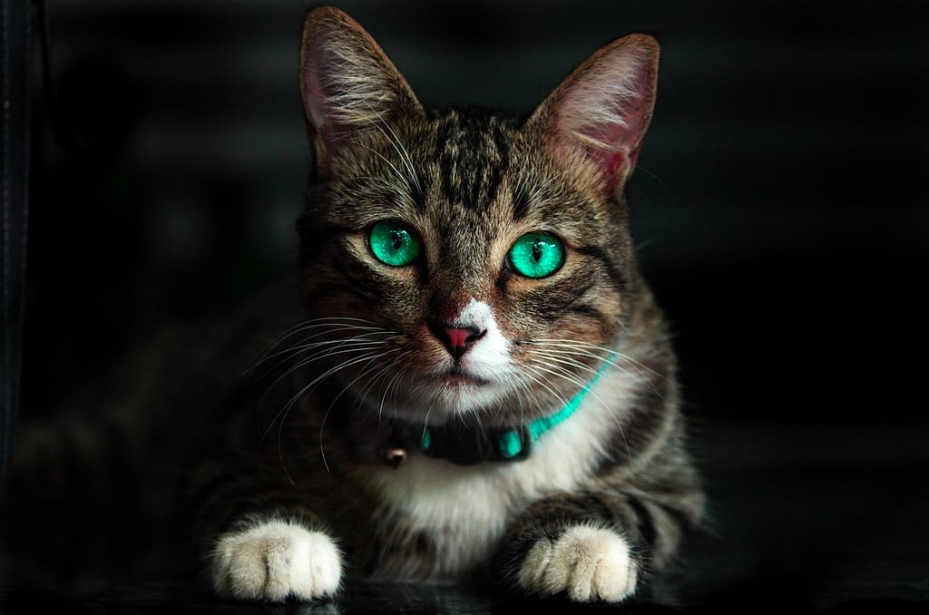 cat green eyes