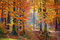 tree hedge