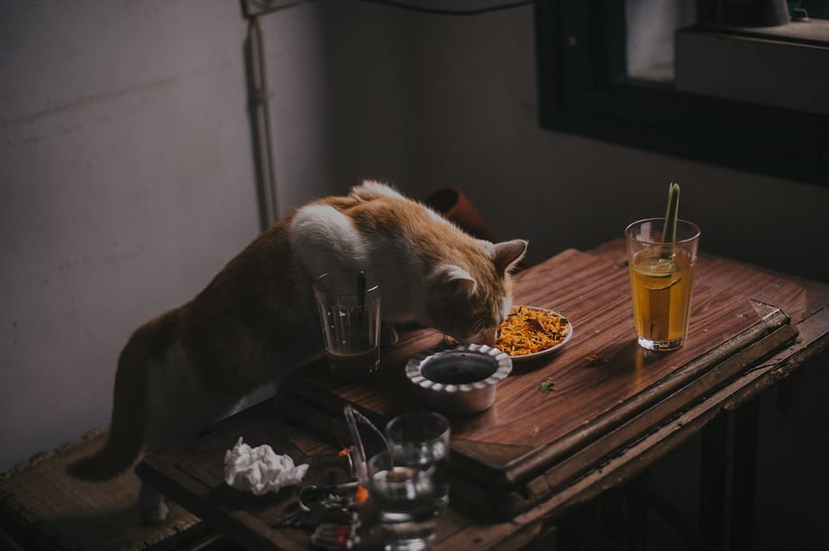 eating cat